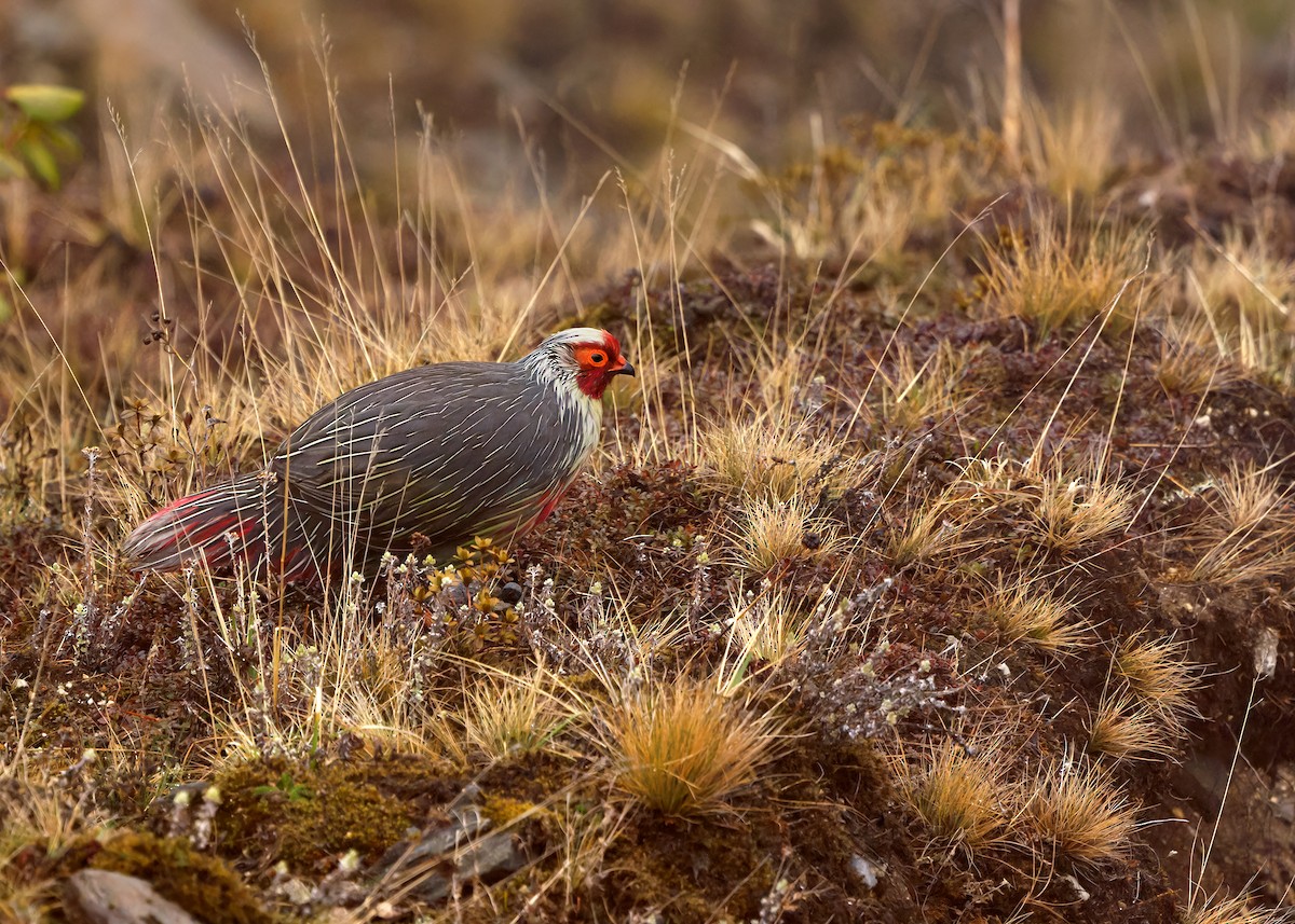 Blood Pheasant - ML619836241