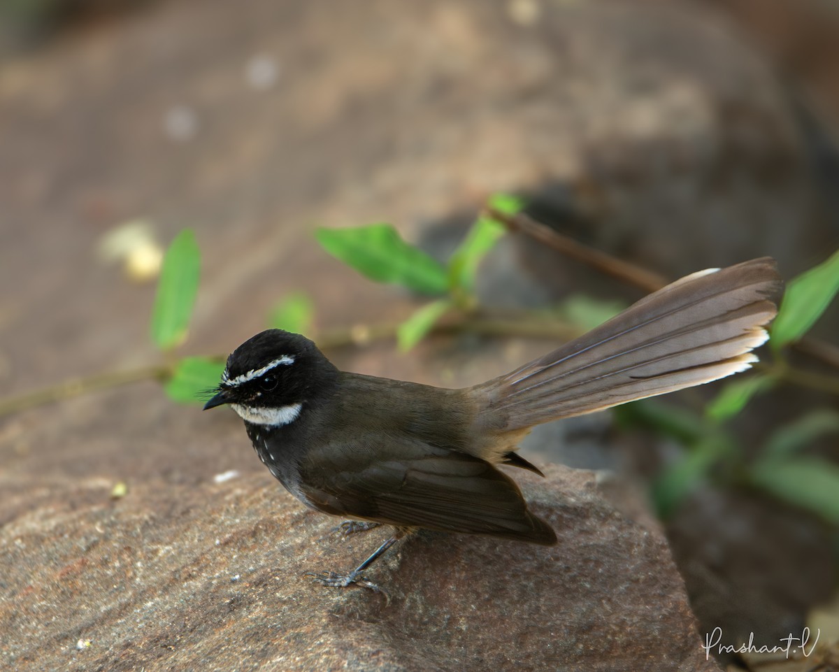 Spot-breasted Fantail - ML619836258