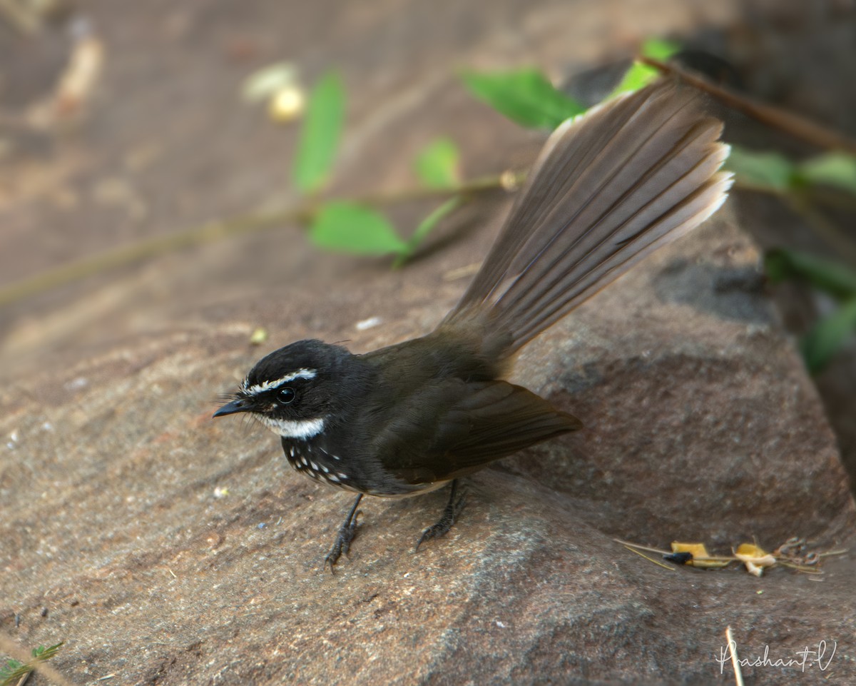 Spot-breasted Fantail - ML619836259