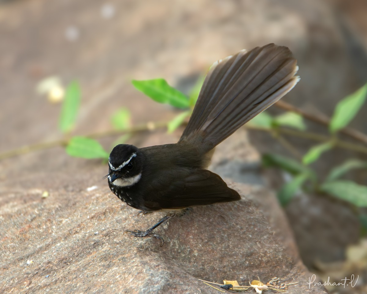 Spot-breasted Fantail - ML619836260