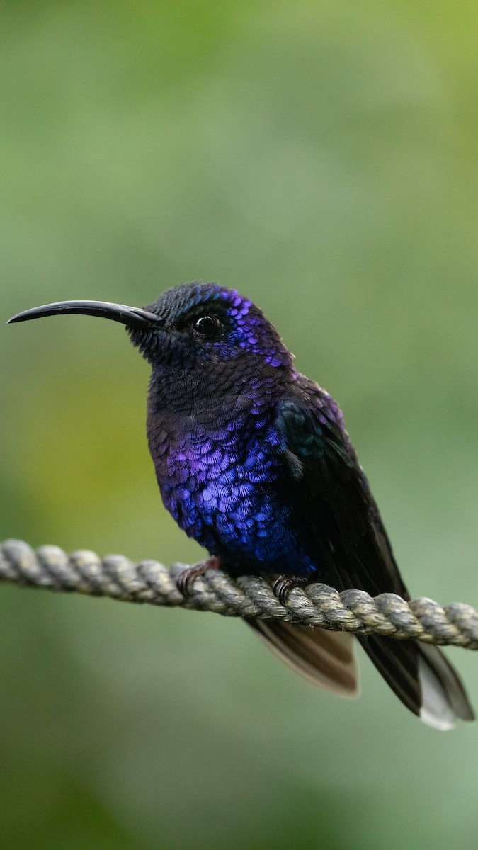 kolibřík fialkový - ML619836279