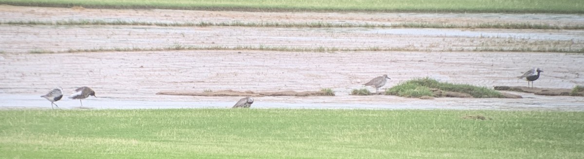 Black-bellied Plover - ML619836280