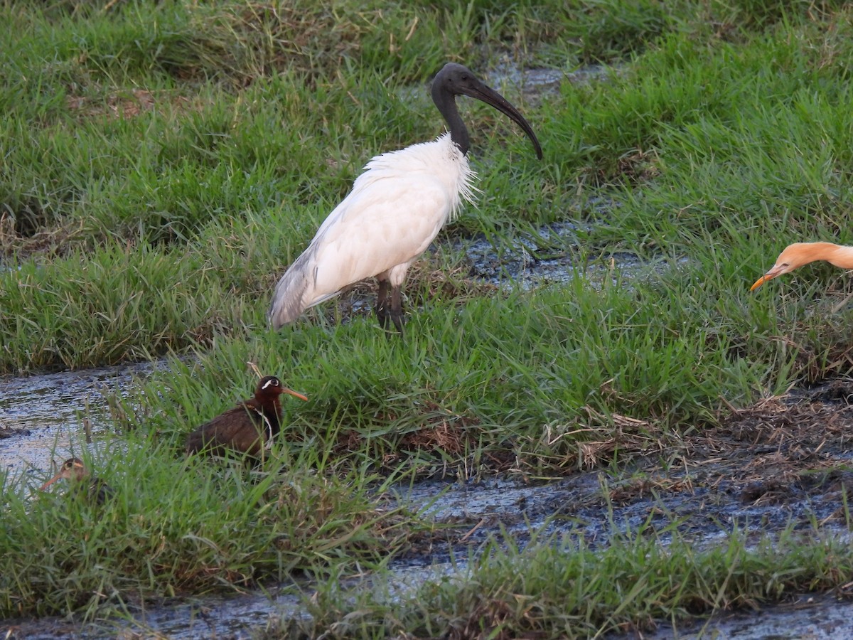 ibis černohlavý - ML619836281