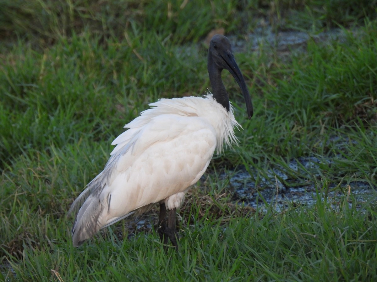 ibis černohlavý - ML619836283