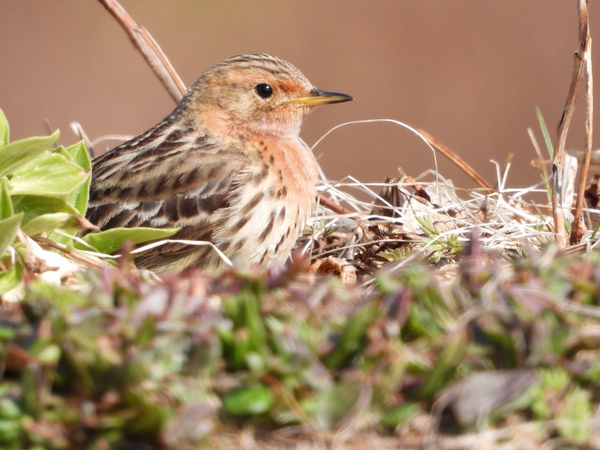 Red-throated Pipit - ML619836291