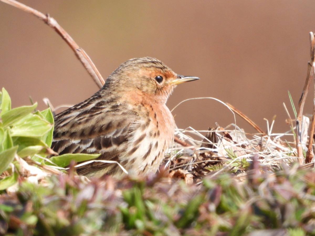 Red-throated Pipit - ML619836292