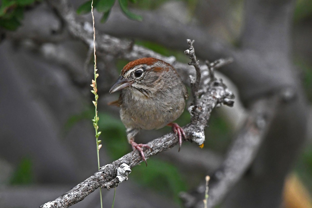Rufous-crowned Sparrow - ML619836295