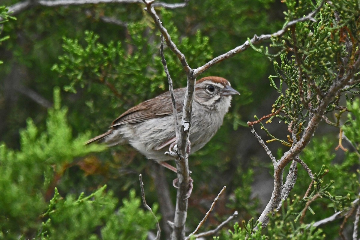 Rufous-crowned Sparrow - Ed Thomas
