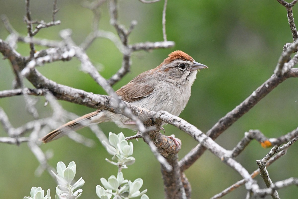 Rufous-crowned Sparrow - Ed Thomas