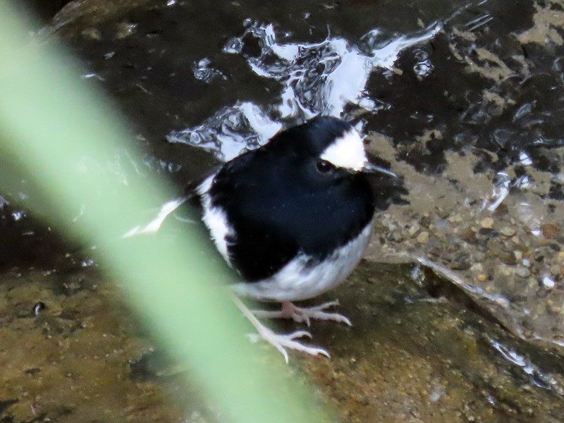 Little Forktail - ML619836321