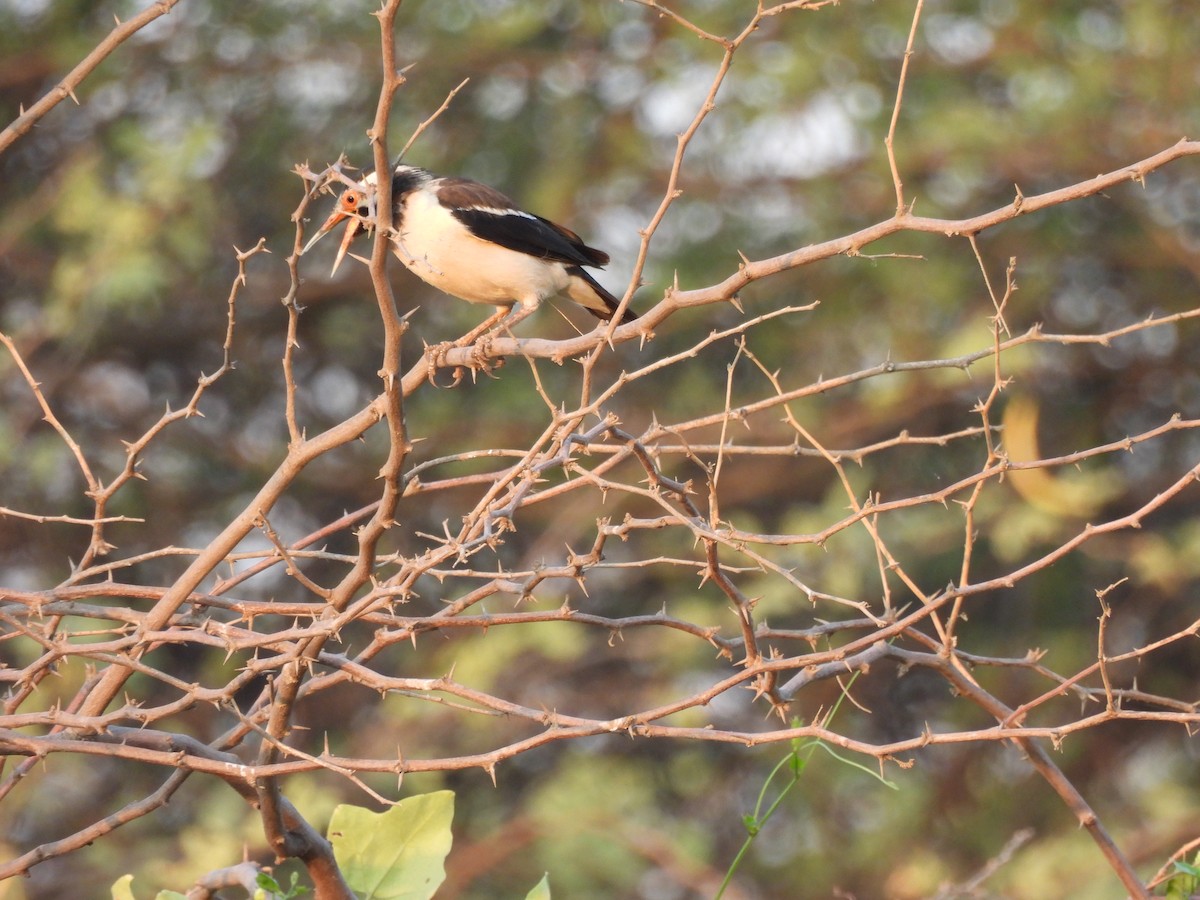Indian Pied Starling - ML619836322