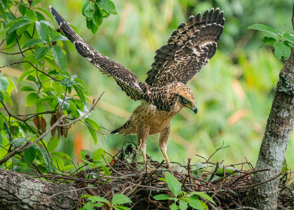 Crested Serpent-Eagle - ML619836326