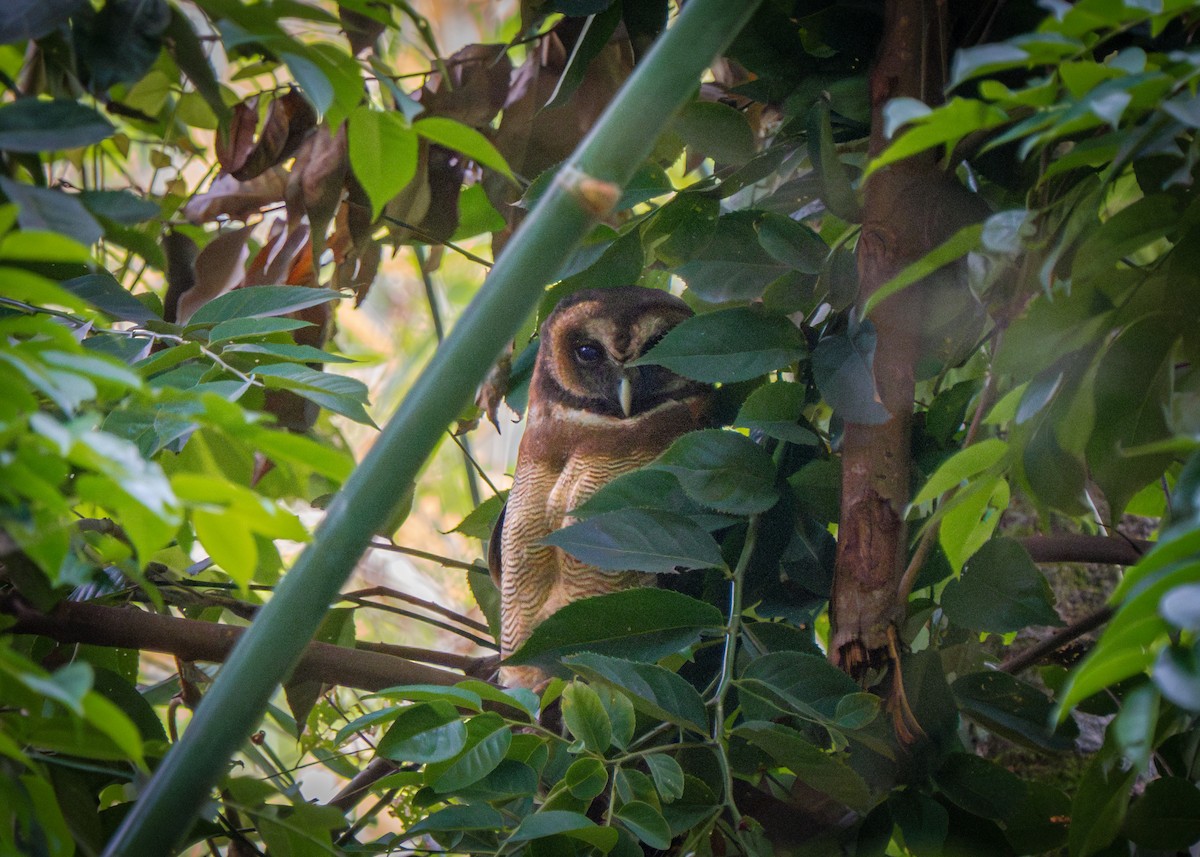 Brown Wood-Owl - ML619836333