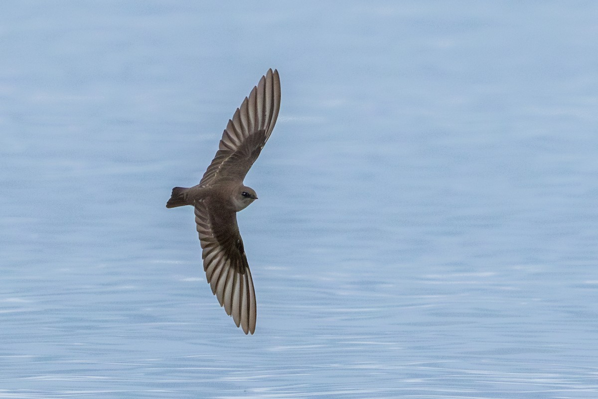 Northern Rough-winged Swallow - ML619836335