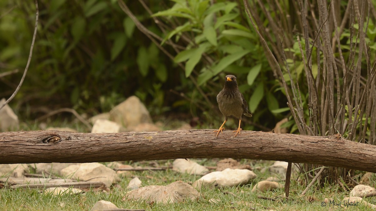 Merle de Somalie - ML619836338