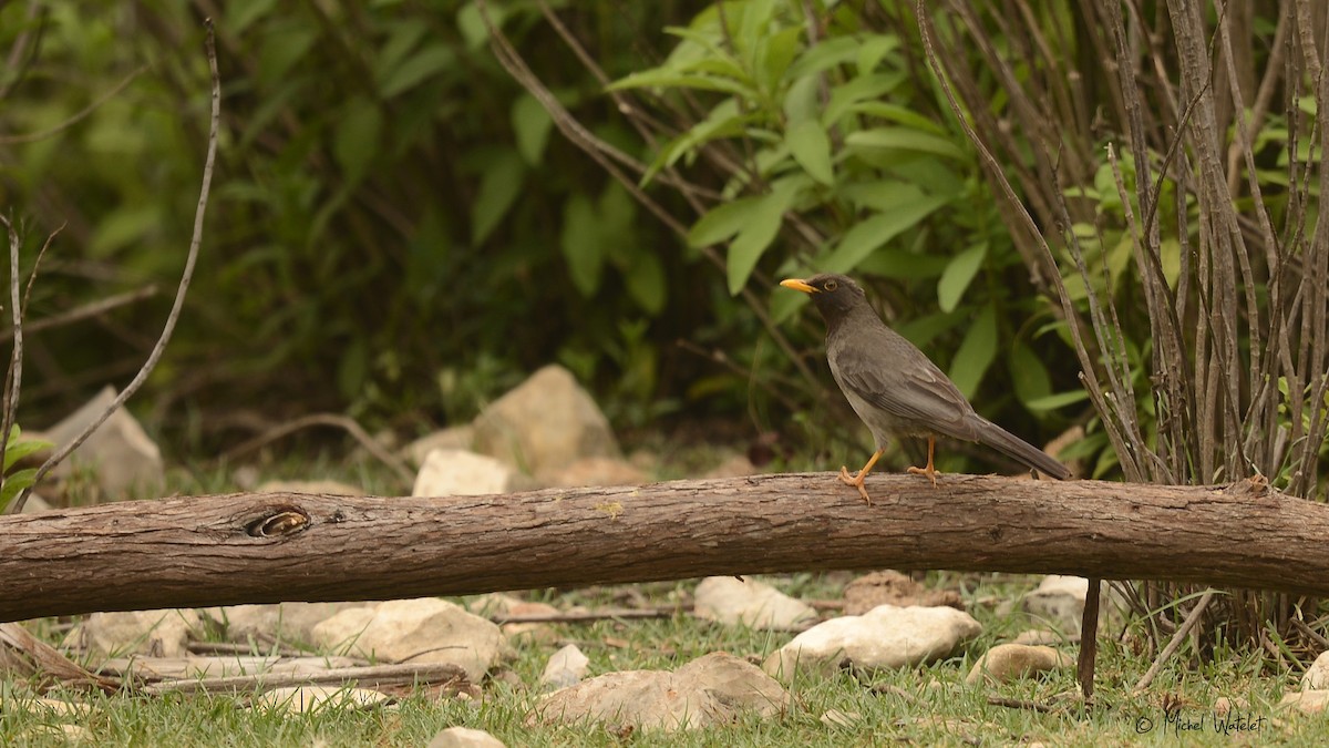 Merle de Somalie - ML619836339