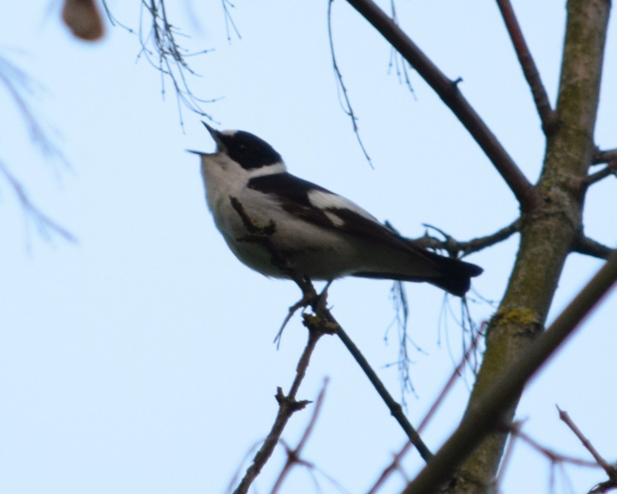 Collared Flycatcher - ML619836375