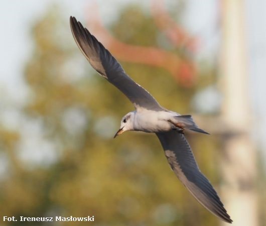 Gull-billed Tern - Sławomir Niedźwiecki