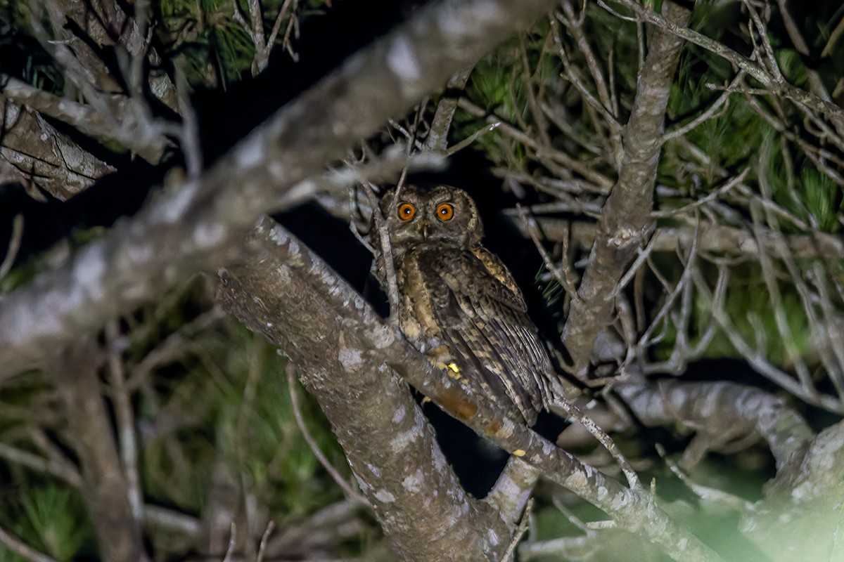 Japanese Scops-Owl - ML619836387