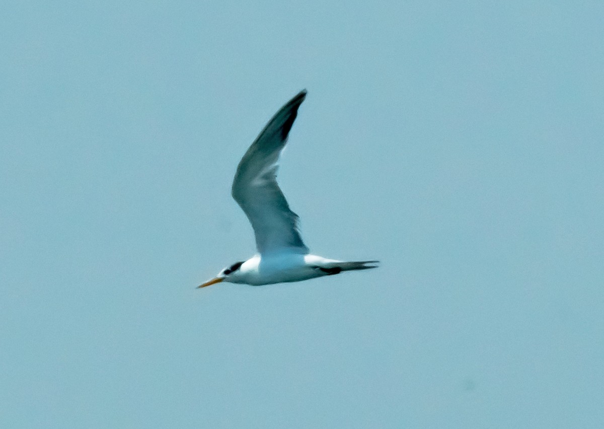 Lesser Crested Tern - ML619836398