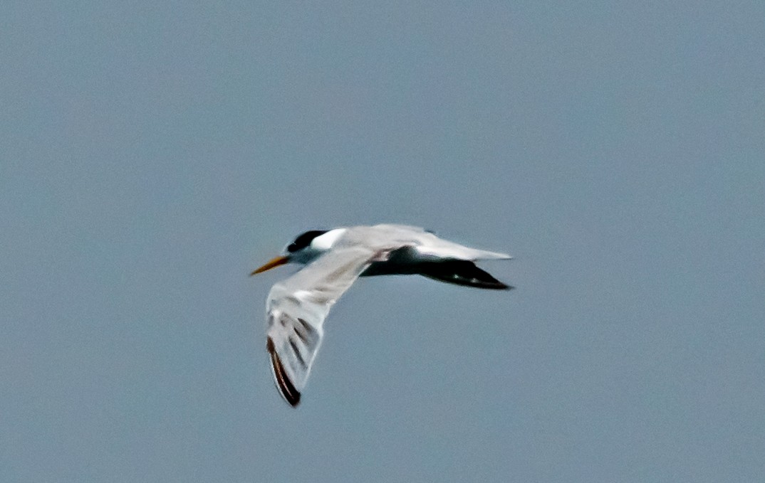 Lesser Crested Tern - ML619836401