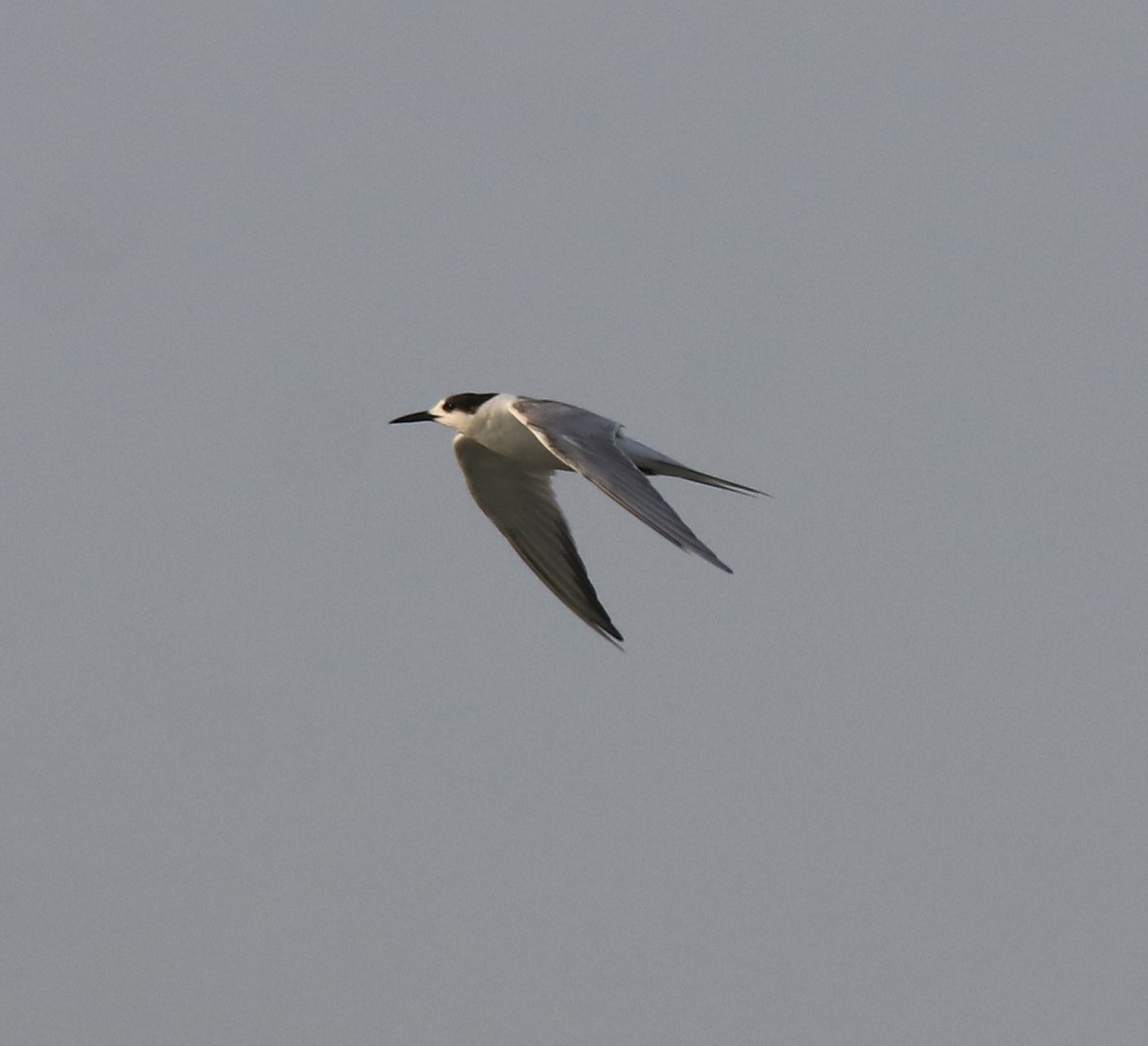 Common Tern - ML619836413