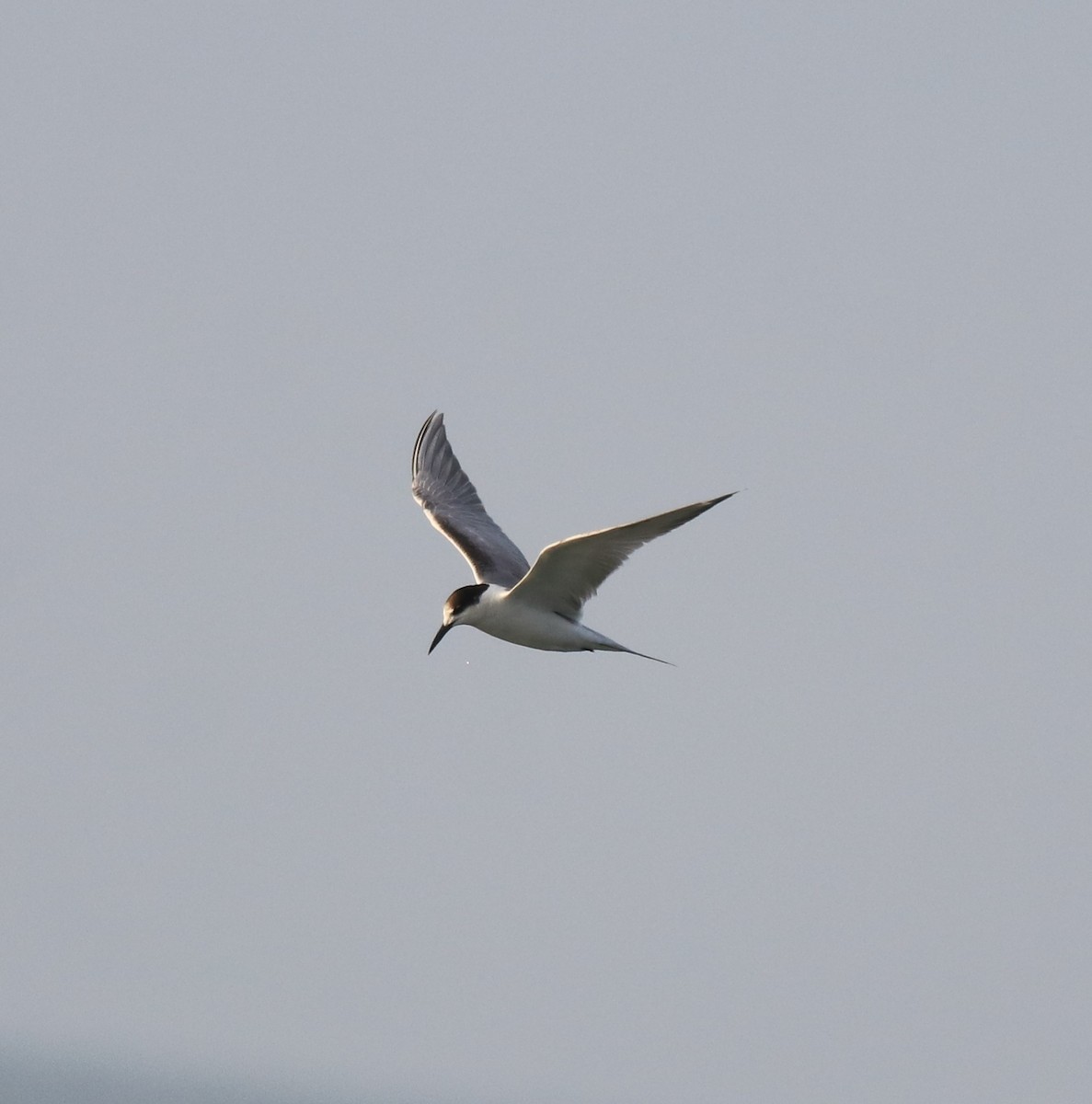 Common Tern - ML619836414