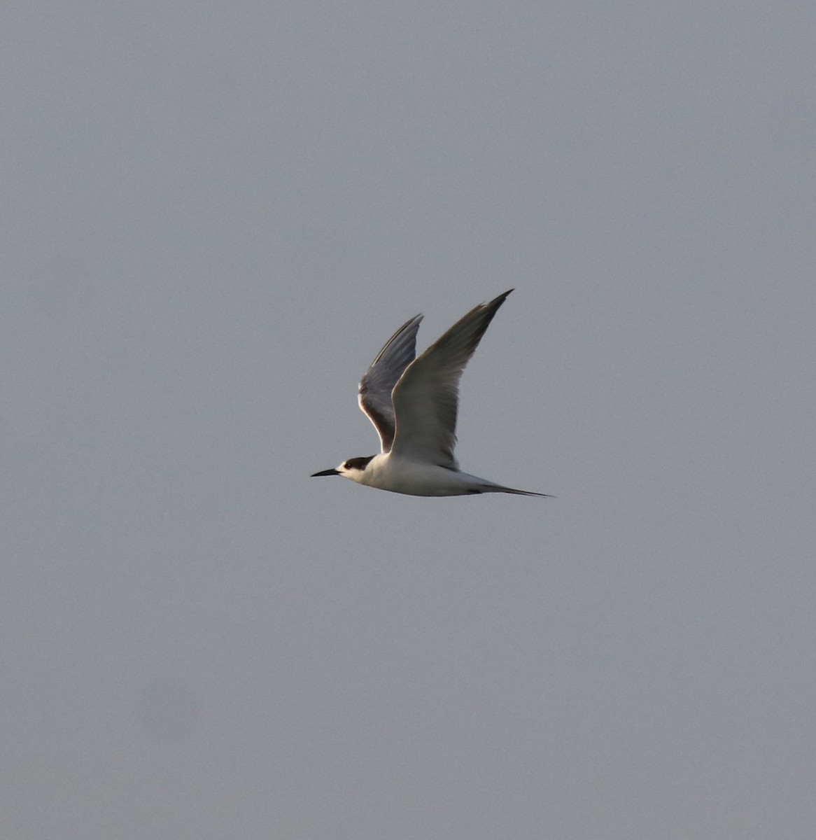 Common Tern - ML619836415