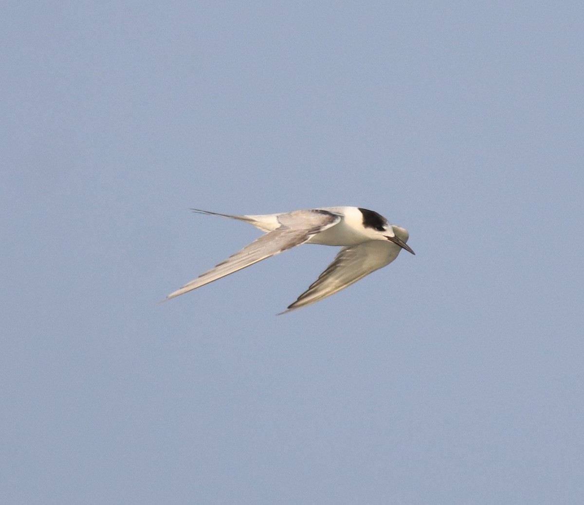 Common Tern - ML619836416