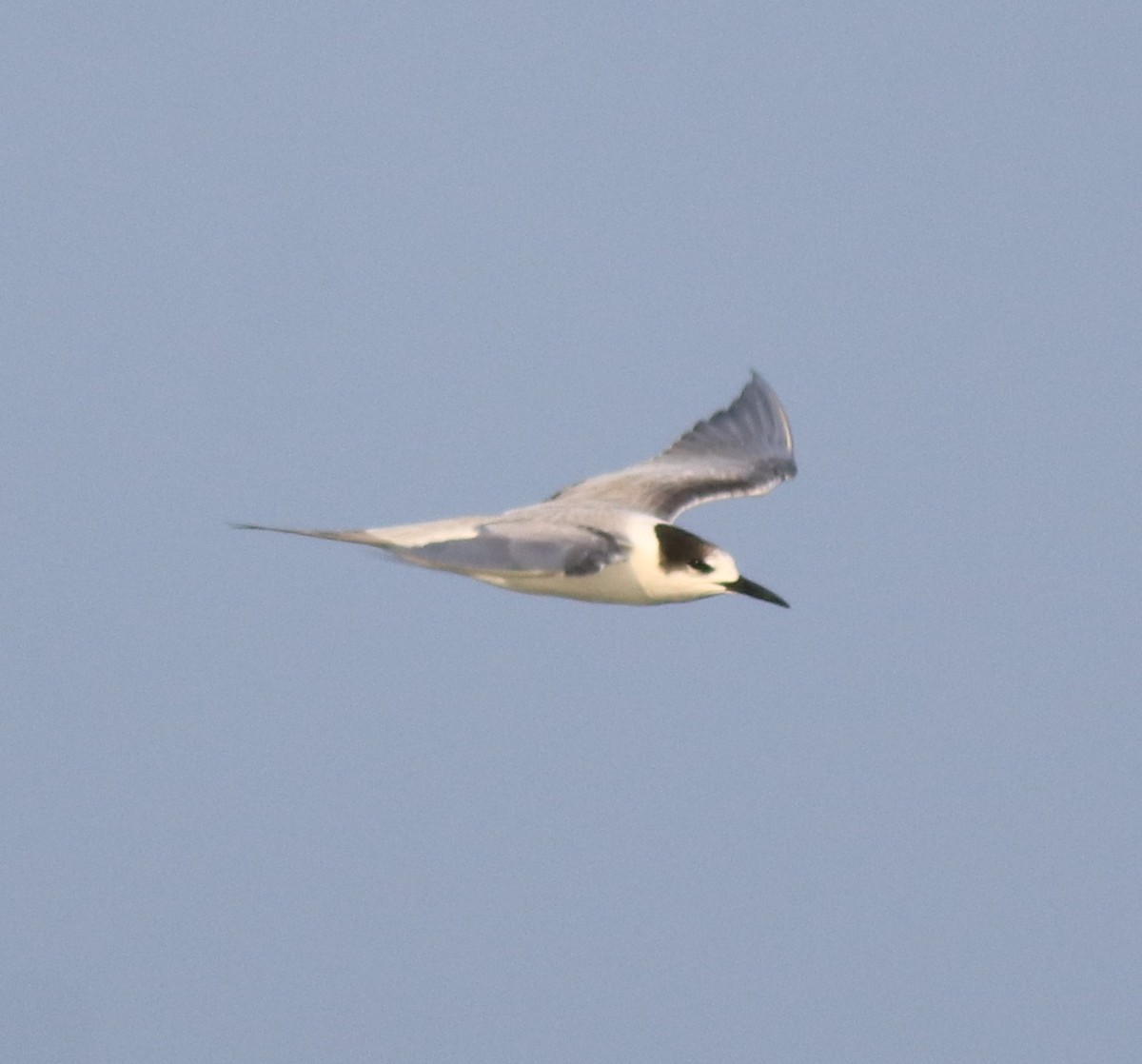 Common Tern - ML619836417