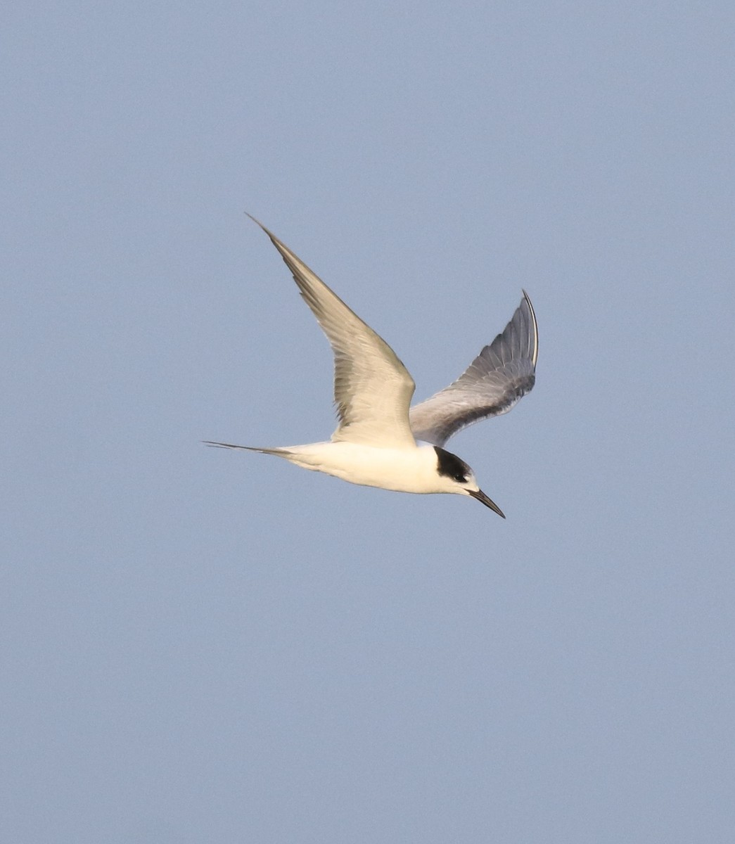 Common Tern - ML619836418