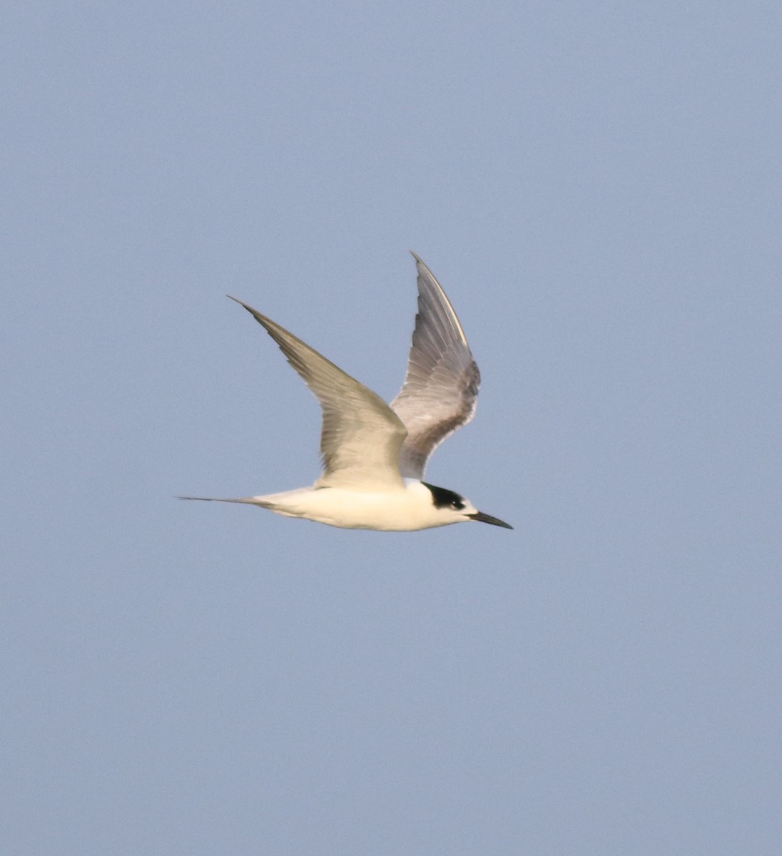 Common Tern - ML619836419