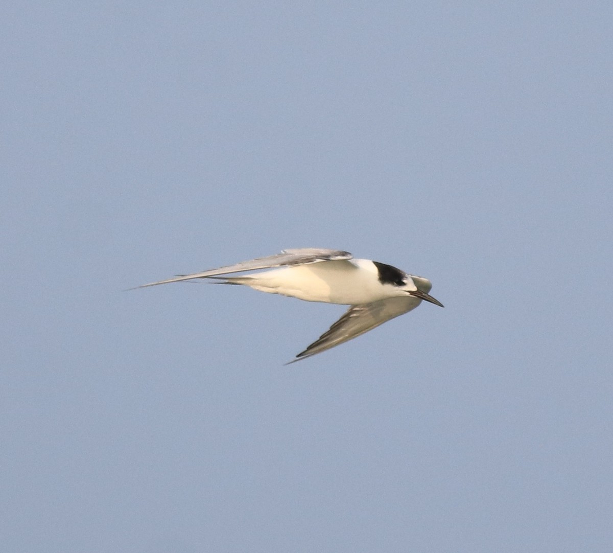 Common Tern - ML619836421
