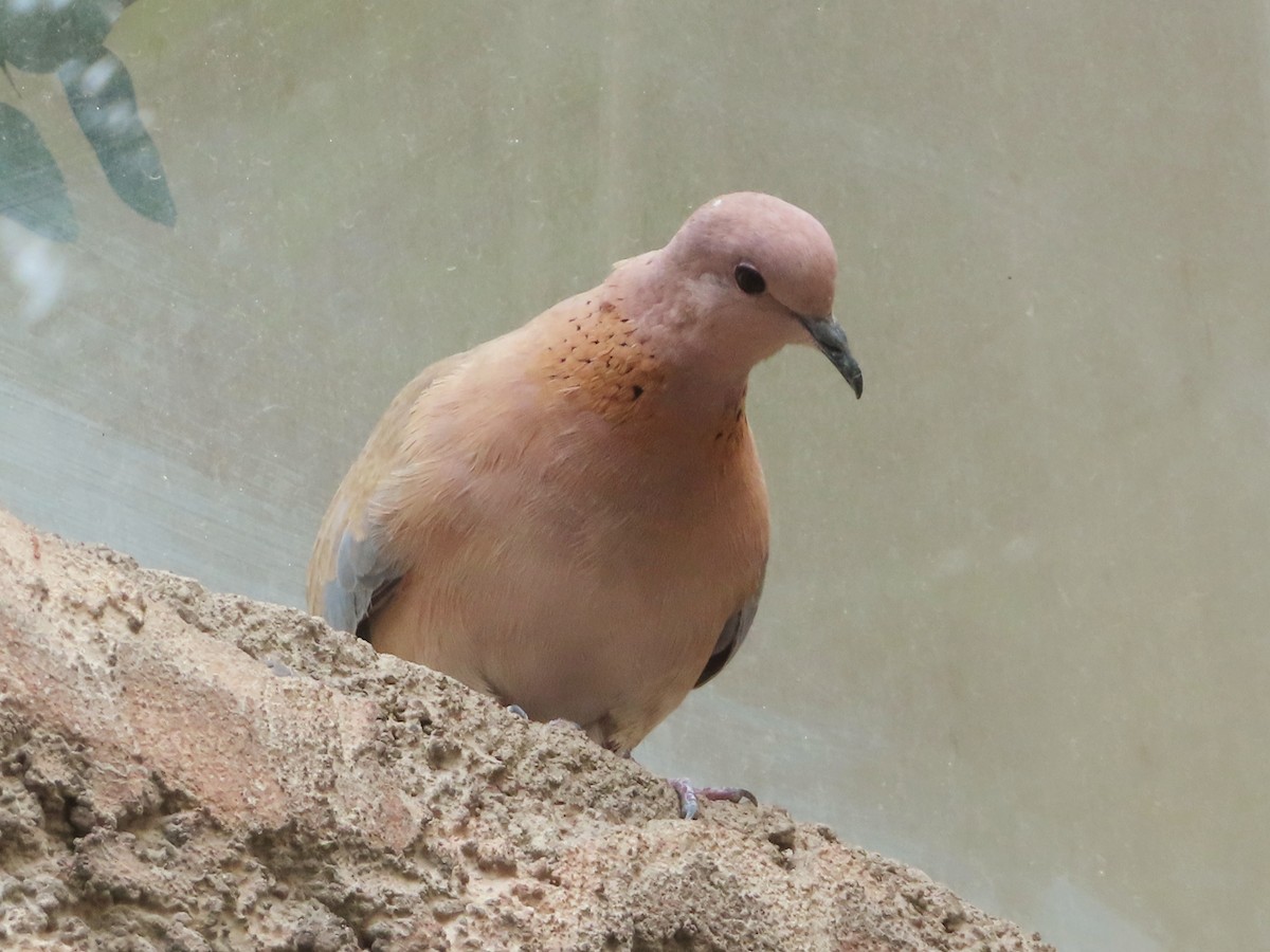 Laughing Dove - ML619836429