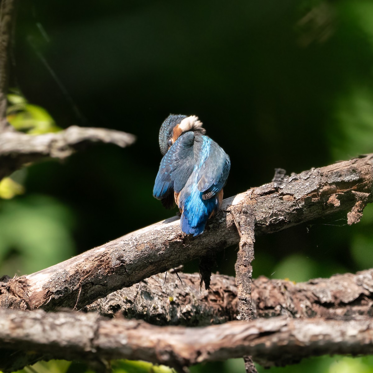 Common Kingfisher - ML619836434