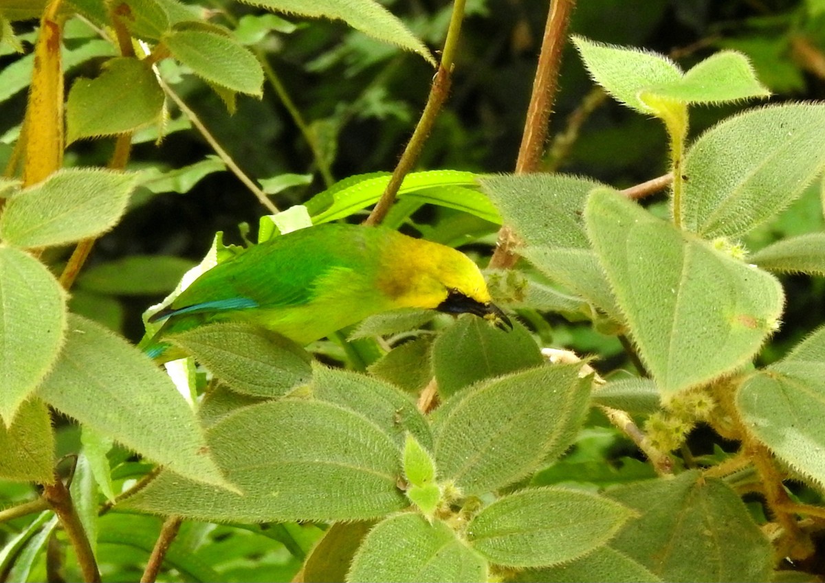 Blue-winged Leafbird - ML619836443