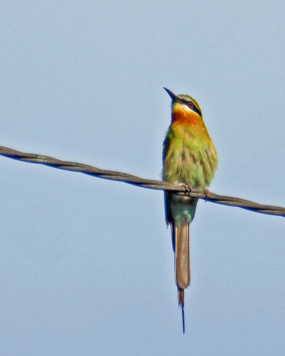 Blue-tailed Bee-eater - ML619836448