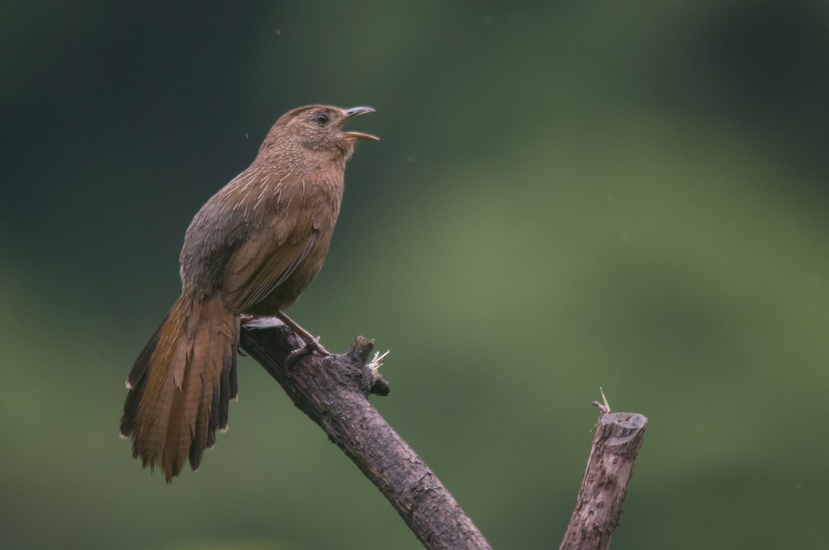 Bhutan Laughingthrush - Ikshan Ganpathi