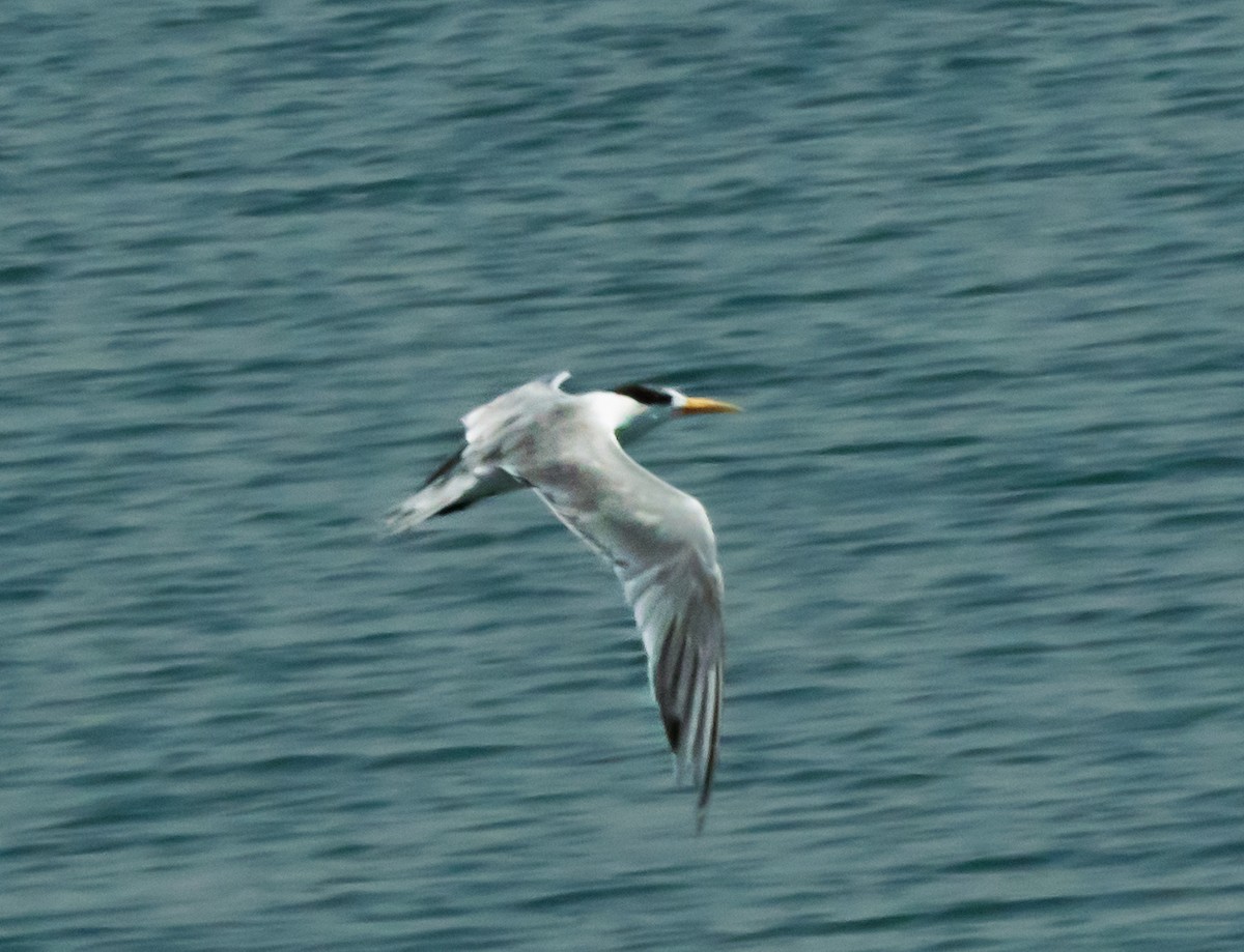 Lesser Crested Tern - ML619836461
