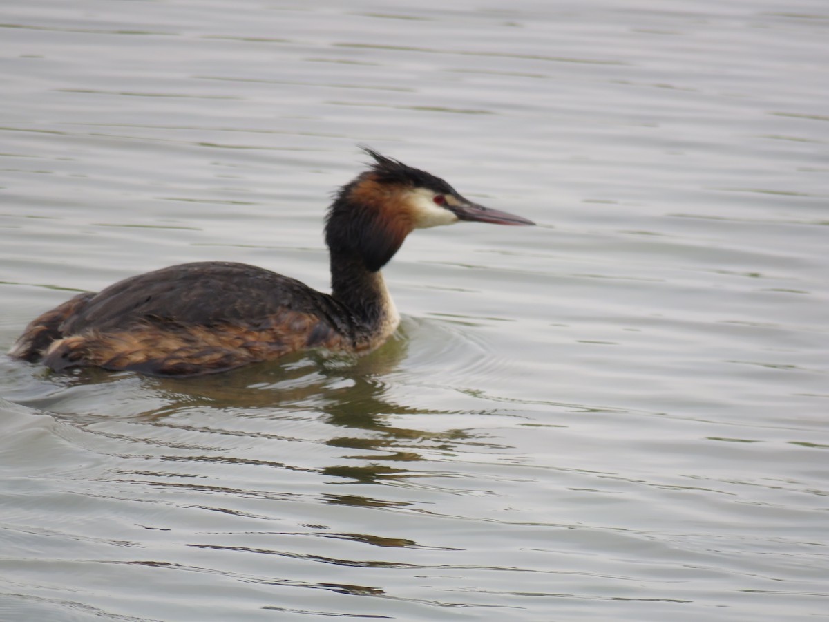 Great Crested Grebe - ML619836501