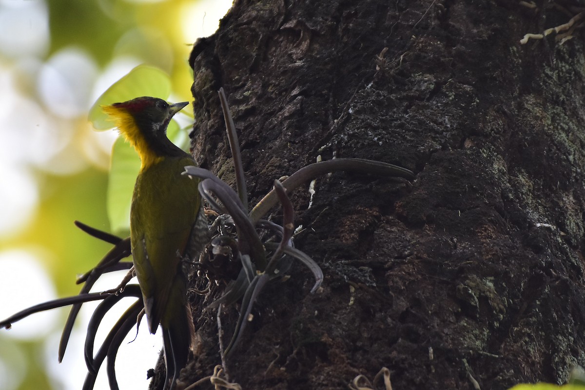 Lesser Yellownape - ML619836502