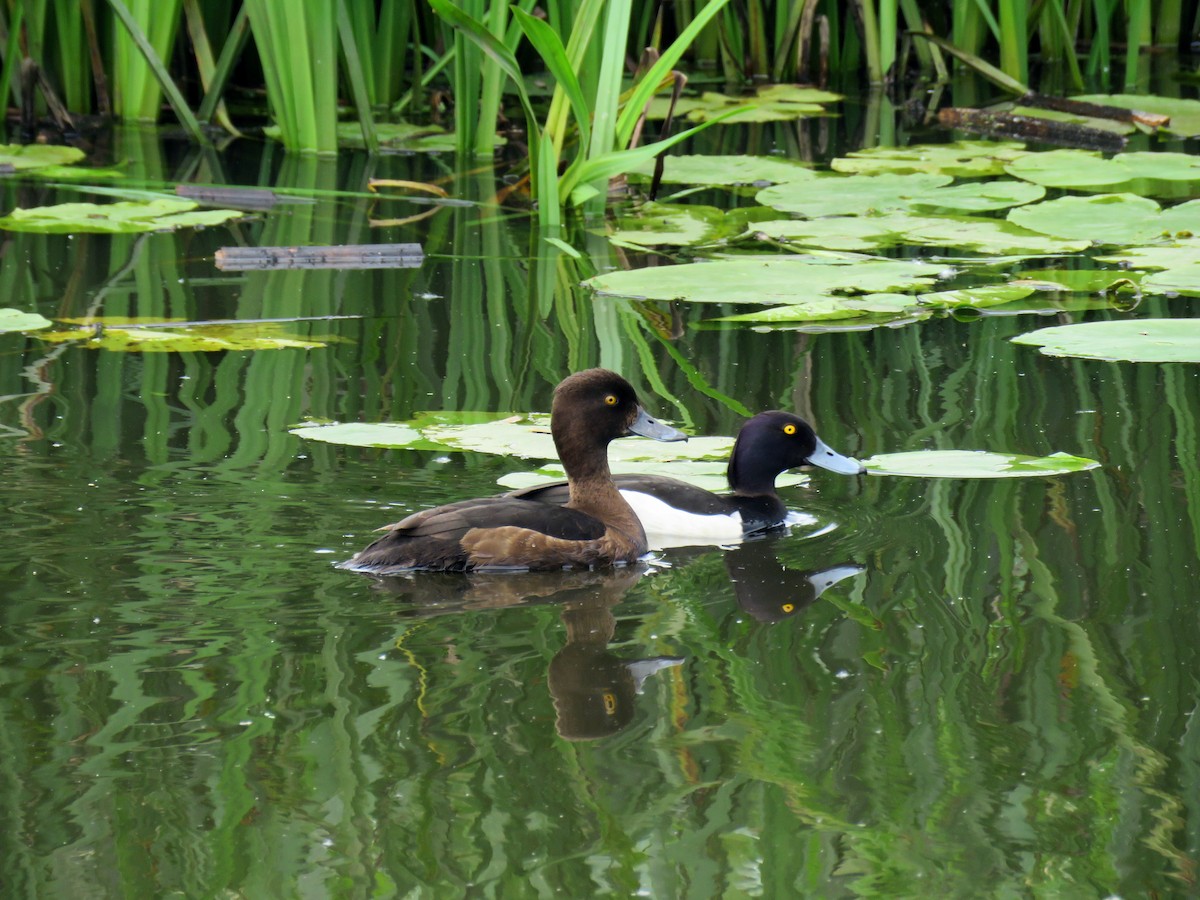 Tufted Duck - ML619836504