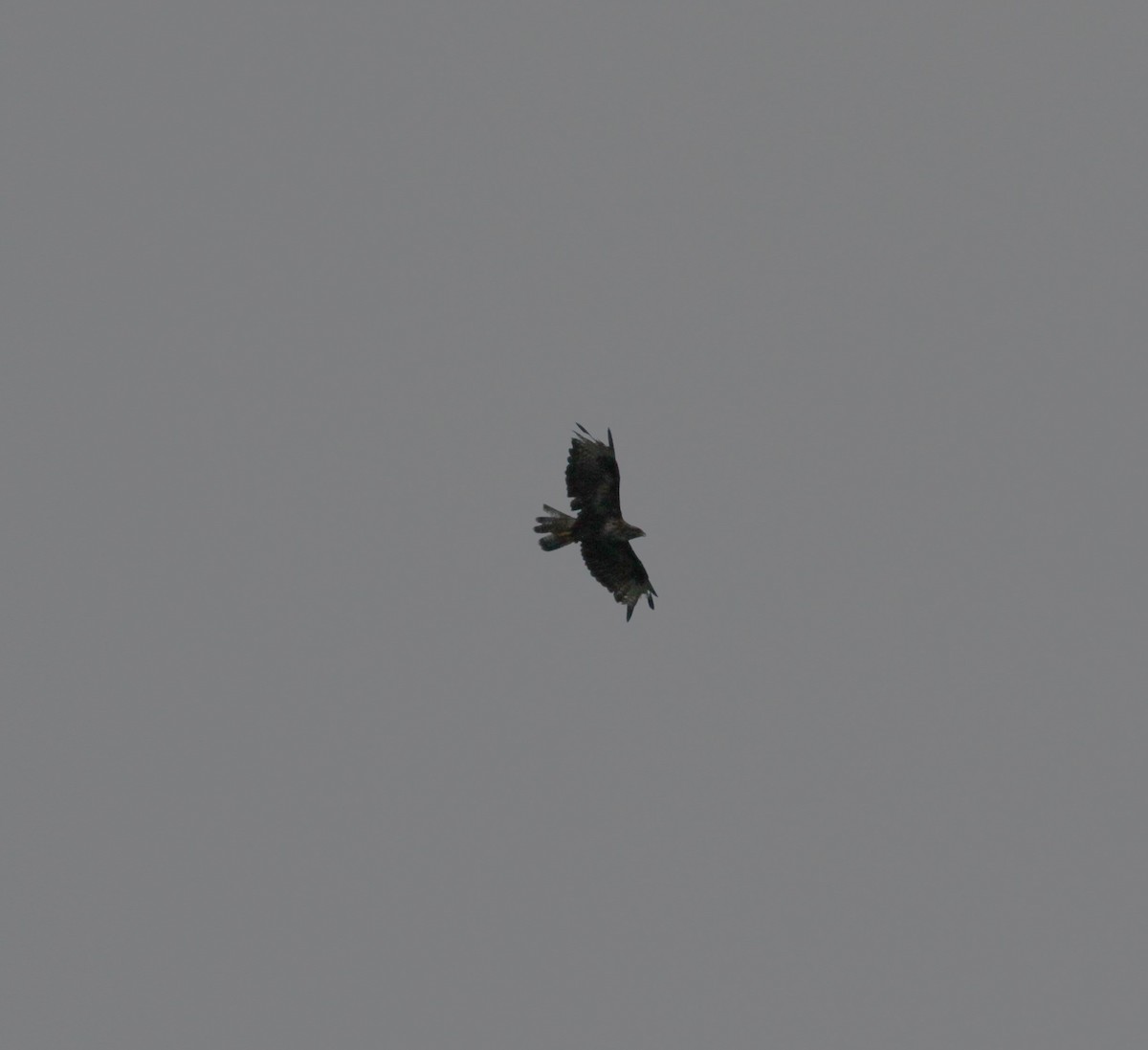 Common Buzzard (Azores) - ML619836505