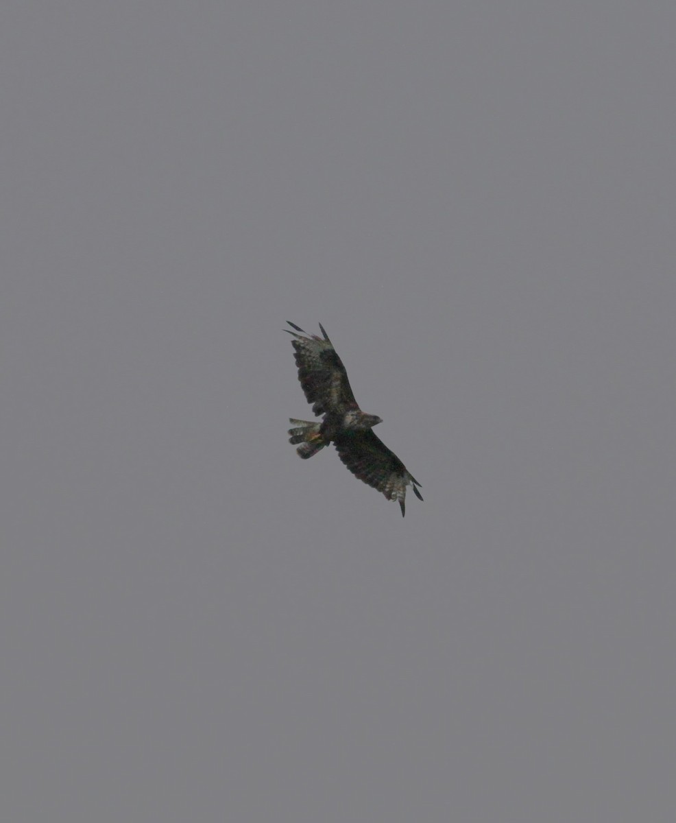 Common Buzzard (Azores) - ML619836509