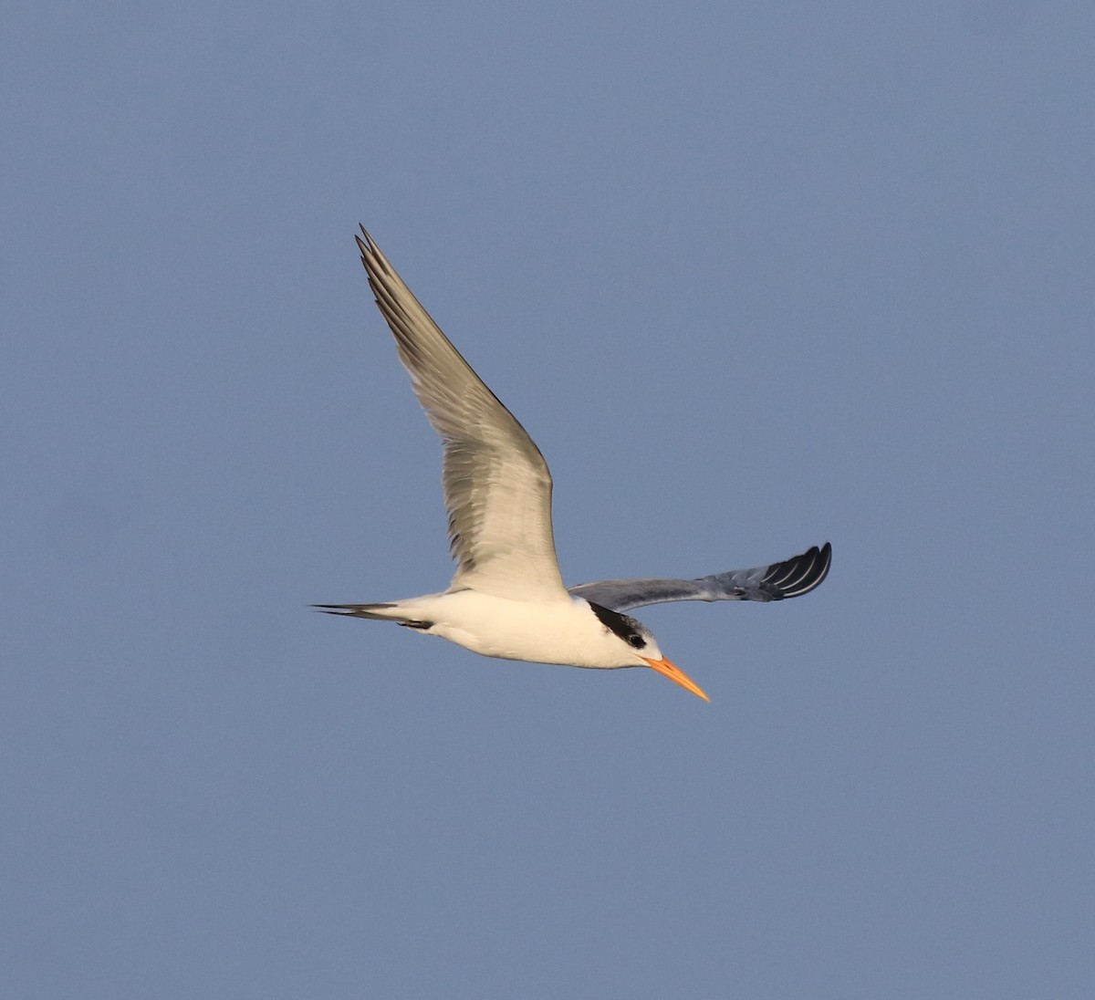 Lesser Crested Tern - ML619836511