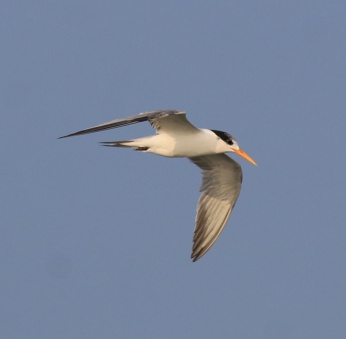 Lesser Crested Tern - ML619836512