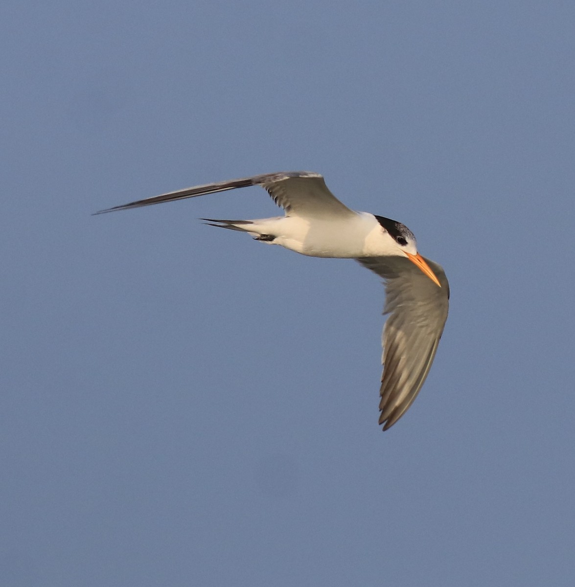 Lesser Crested Tern - ML619836513
