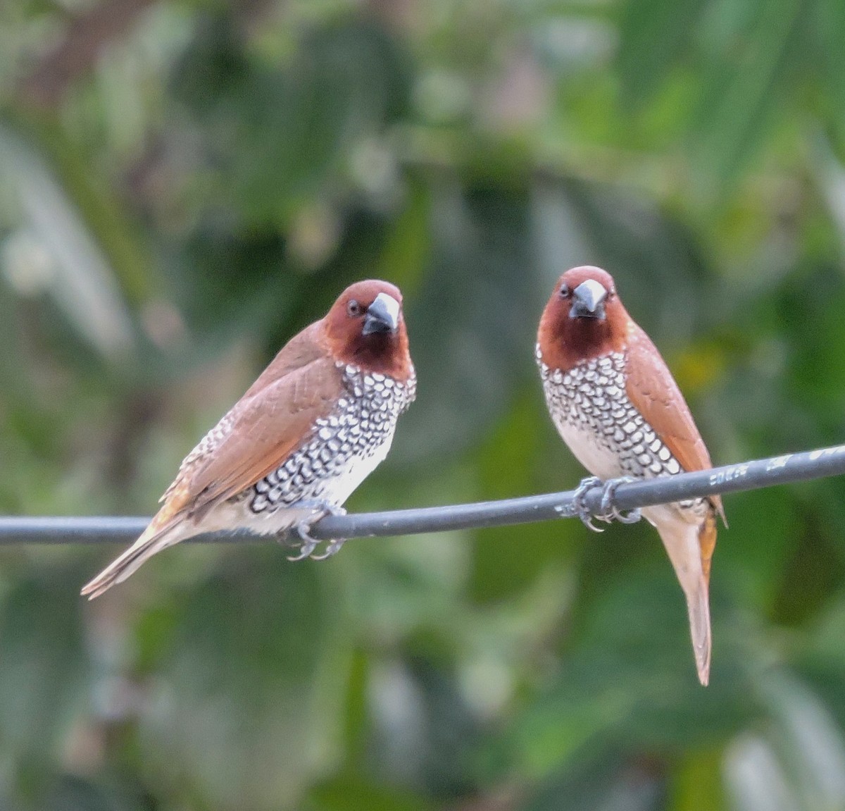 Scaly-breasted Munia - ML619836515