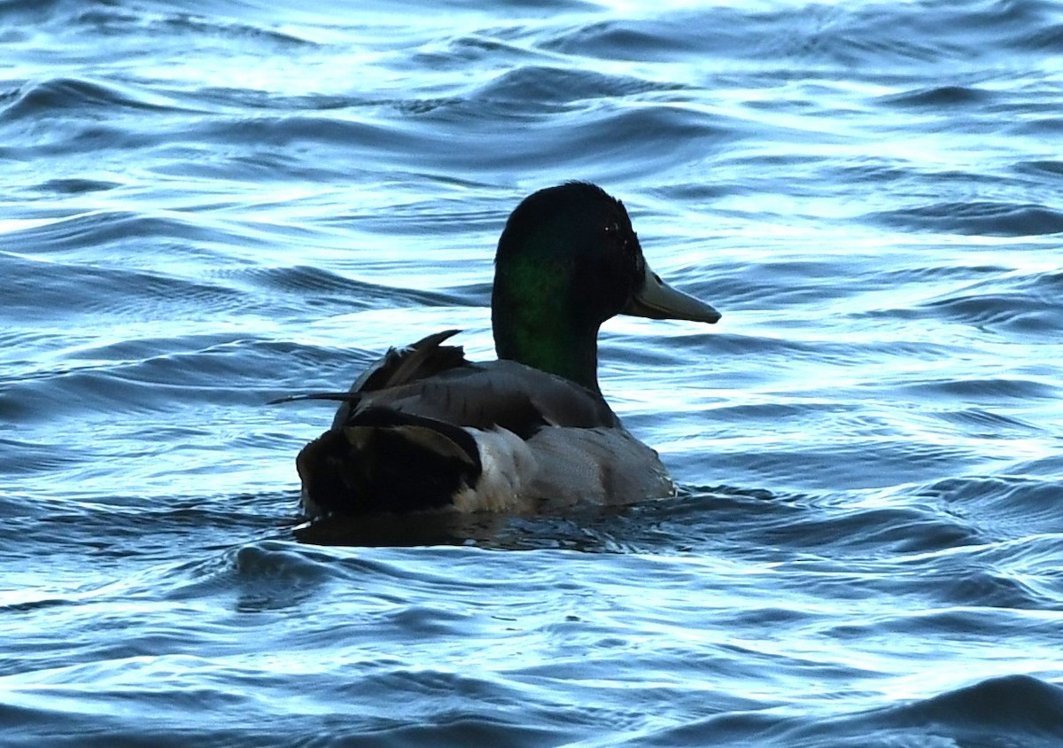 Canard colvert - ML619836530