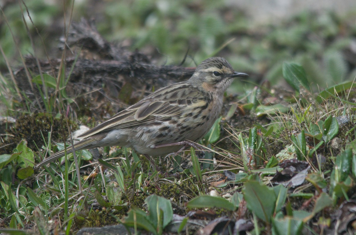 Rosy Pipit - ML619836541